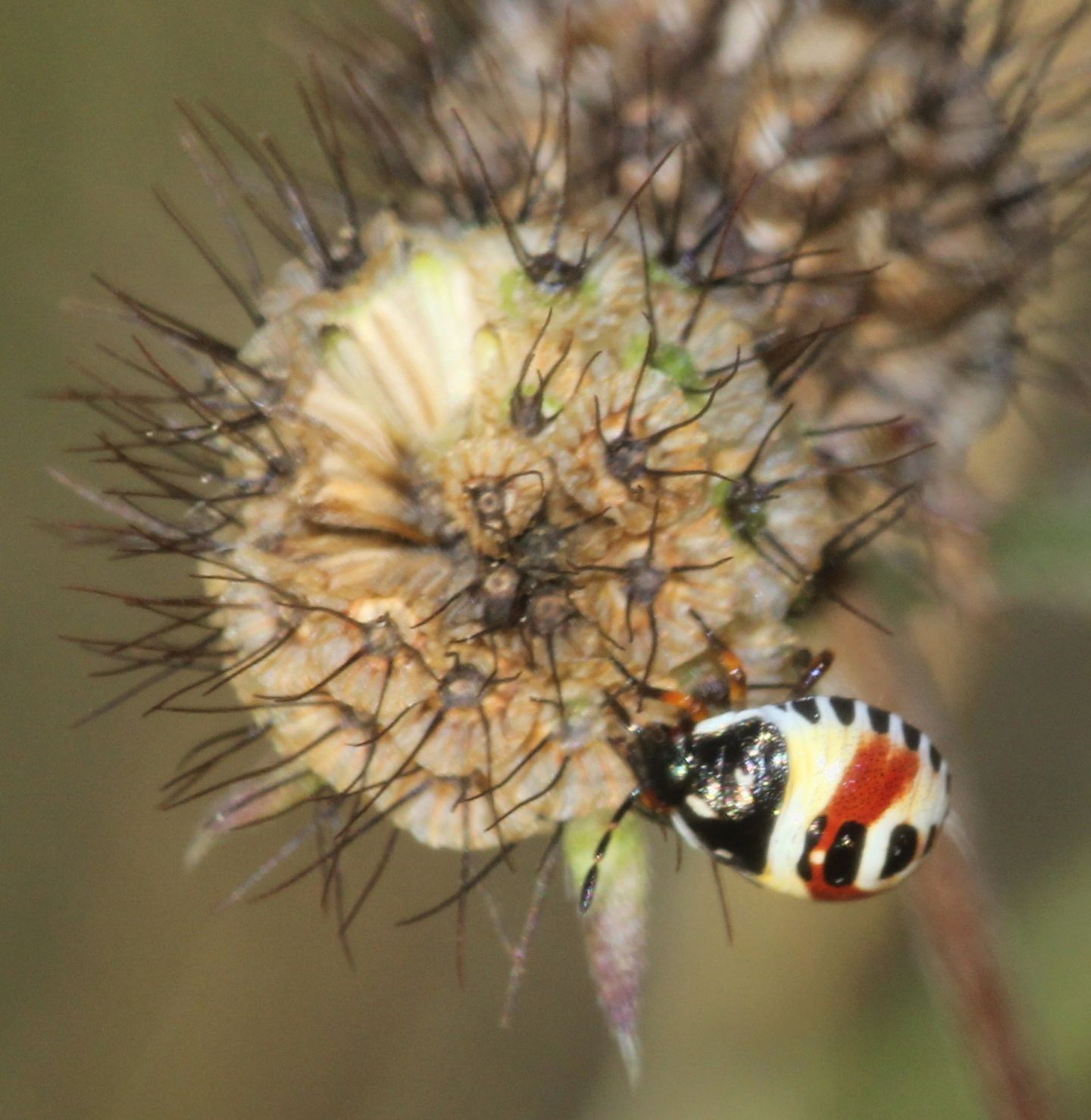 Pentatomidae: Carpocoris sp. (ninfa e neanide)